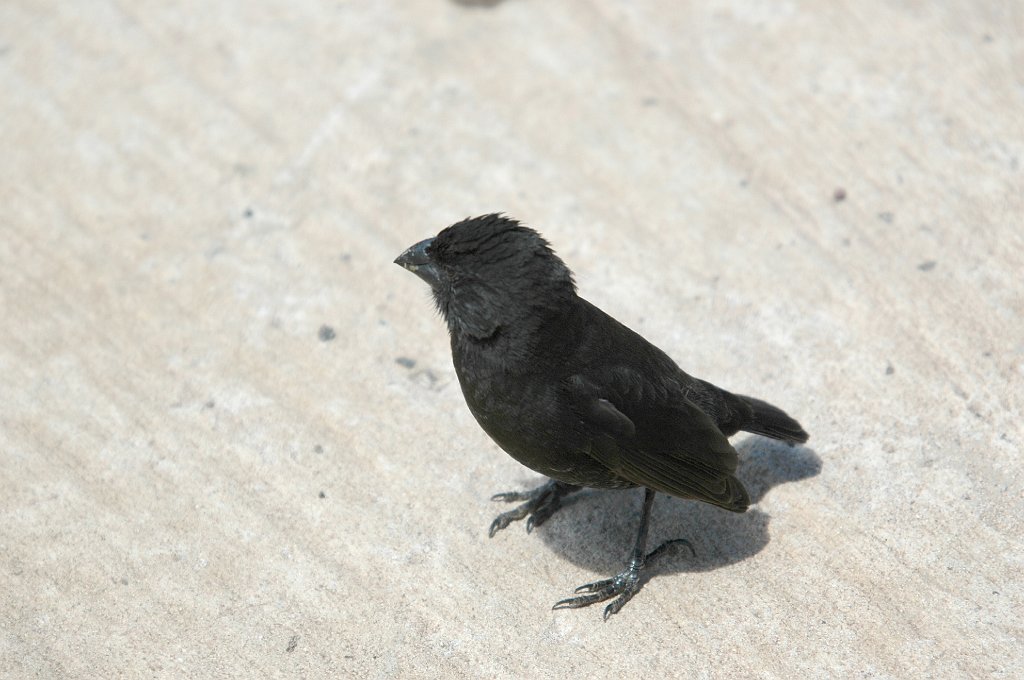 Finch, Merdium Ground, 2004-10303612.JPG - Small Ground Finch, Galapagos, 2004